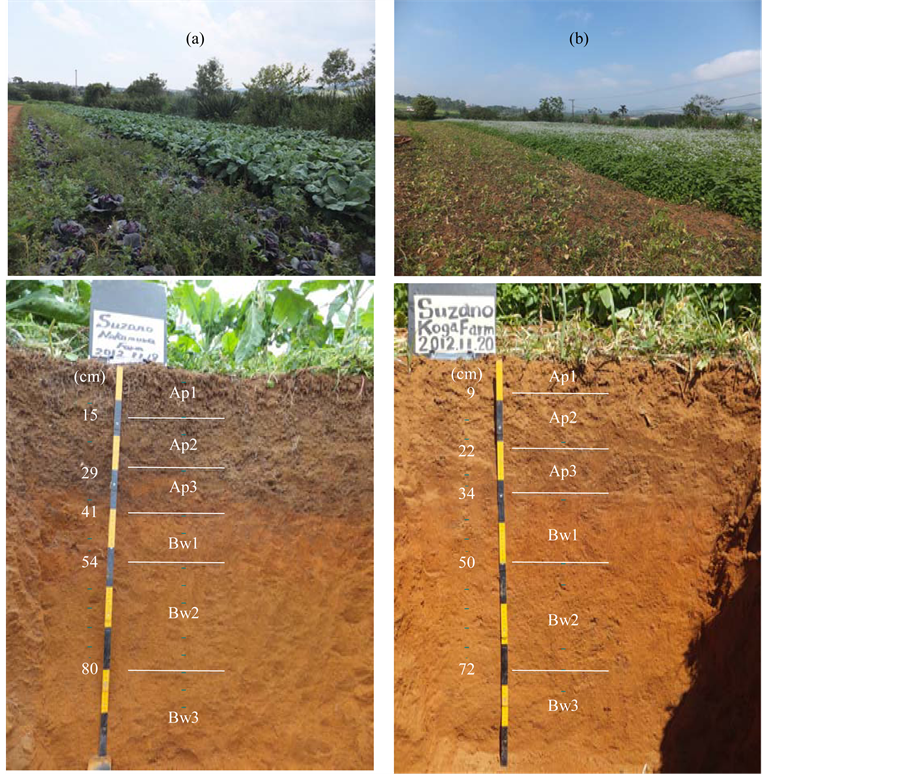 Application of High CarbonNitrogen Material Enhanced the Formation of