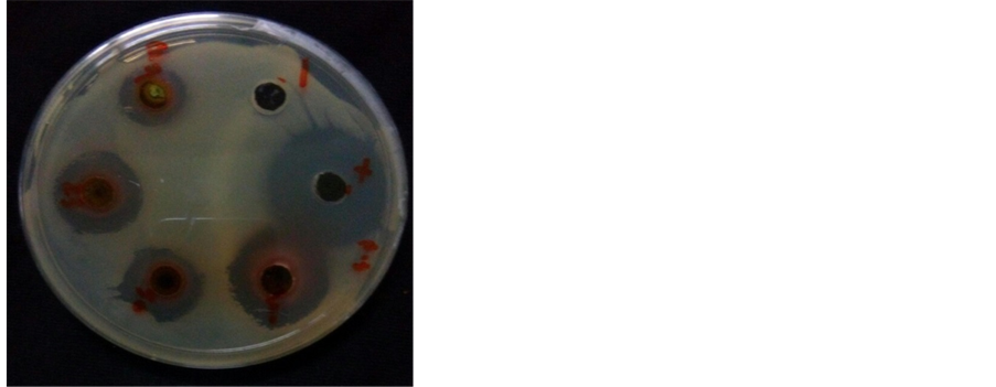Garcinia forte in tamil image 4