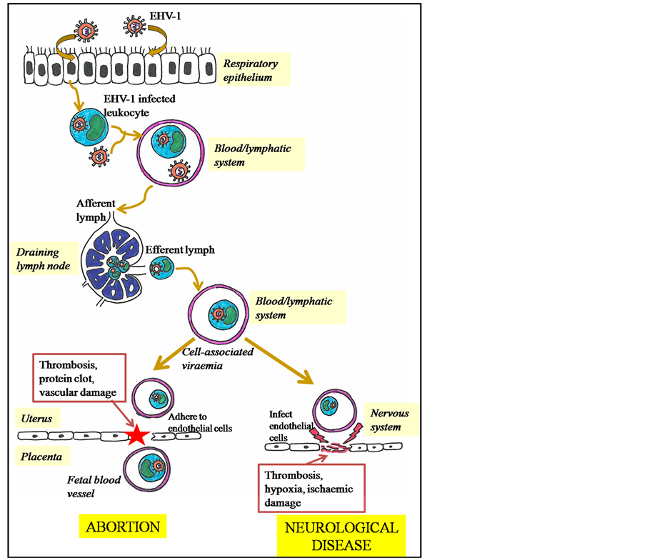 A Review: Interactions Of Equine Herpesvirus-1 With Immune System And 