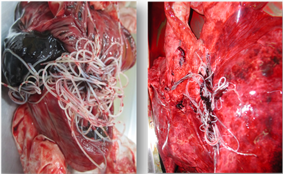 heartworm dirofilaria immitis numerous lung ventricle atrium canine artery pulmonary scirp