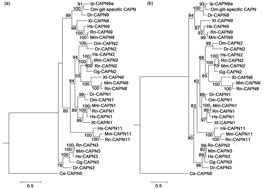 Phylogenetic Analysis And Taste Cell Expression Of Calpain