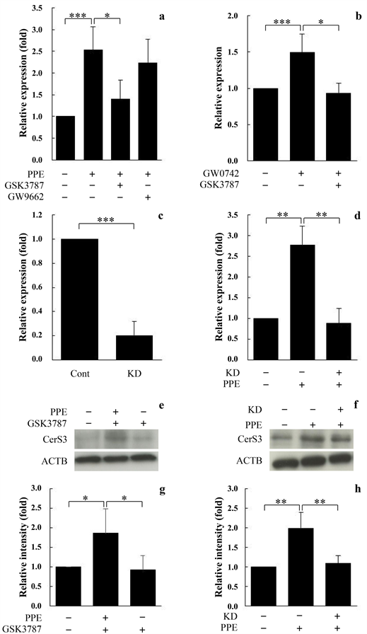 Porcine Placenta Extract Enhances Ceramide Synthase 3 Expression through the PPARδ/ILK/Akt/mTOR