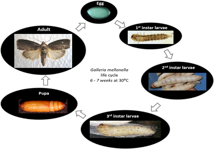 Cinnabar Moth Life Cycle