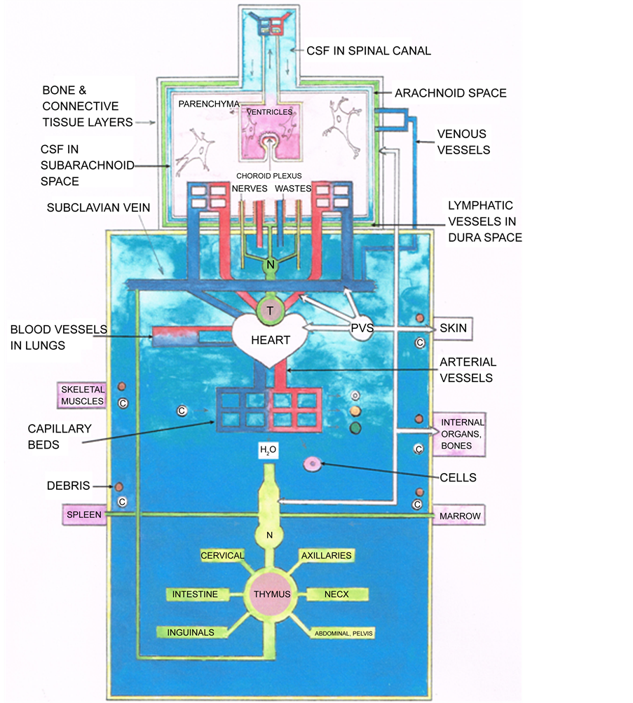 The Integrative FiveFluid Circulation System in the Human Body