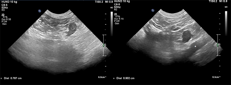 Ultrasonographic Changes of Adrenal Glands Size under Trilostane