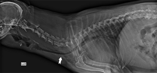 what causes collapsed trachea in dogs