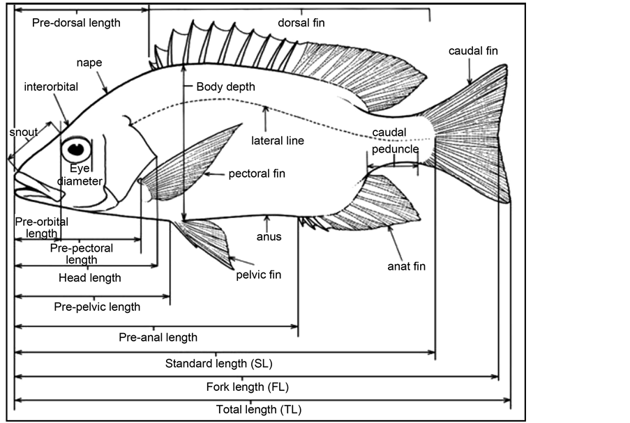 Identification of Species Composition of Fish in the Zarivar Lake  (Kurdistan Province of Iran)