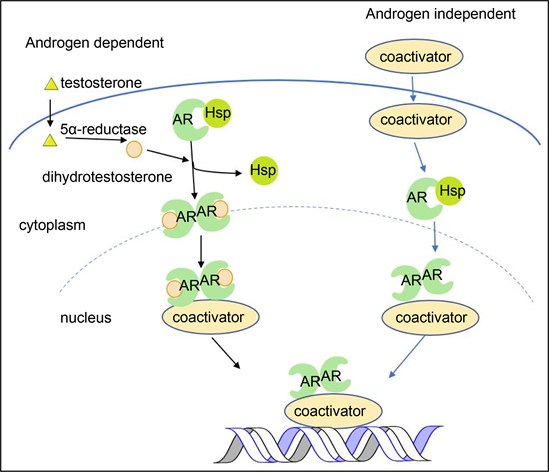 Androgens/Androgen Receptor in the Management of Skin Diseases