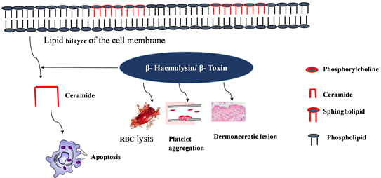 Membrane binding of pore-forming γ-hemolysin components studied at