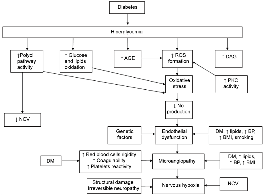 diabetic neuropathy pathophysiology