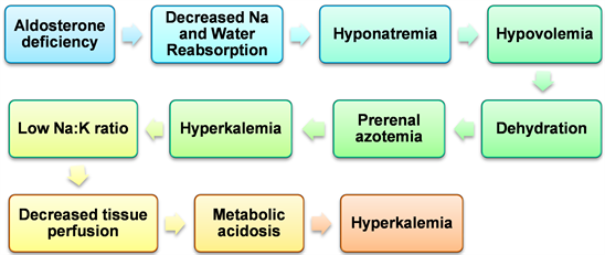 Canine Hypoadrenocorticism: A Bibliographic Review