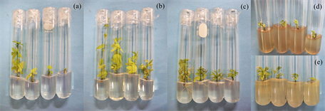 Influence of medium formula and silver nitrate on in vitro plant  regeneration of Zinnia cultivars