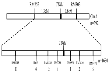 Identification and Genetic Characterization of a Novel Tillering 