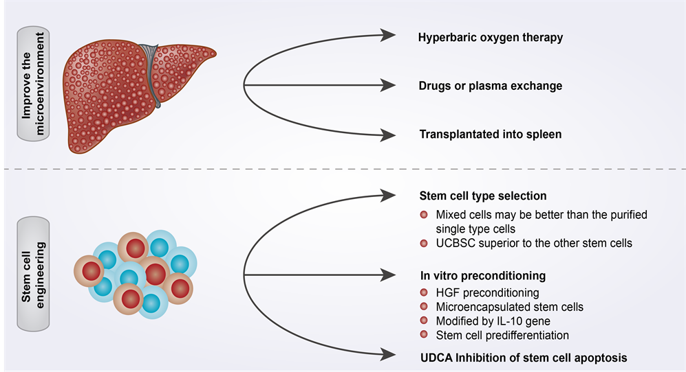 Therapeutic Strategies of Stem Cell Transplantation for Liver Cirrhosis