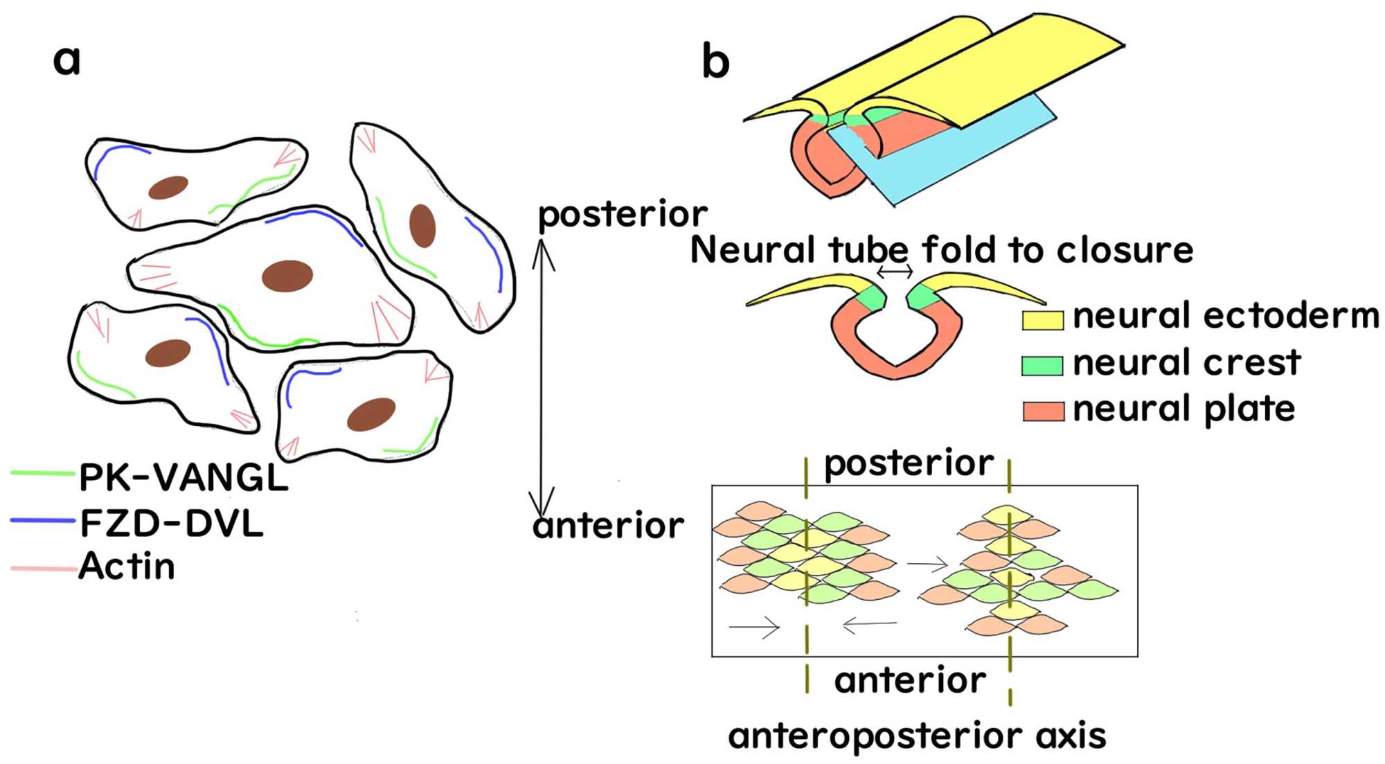Neurological Disorders Caused by Structural Dysfunction of