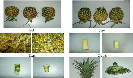 Pineapple Seed Oil Organic - Ananas Comosus Philippines
