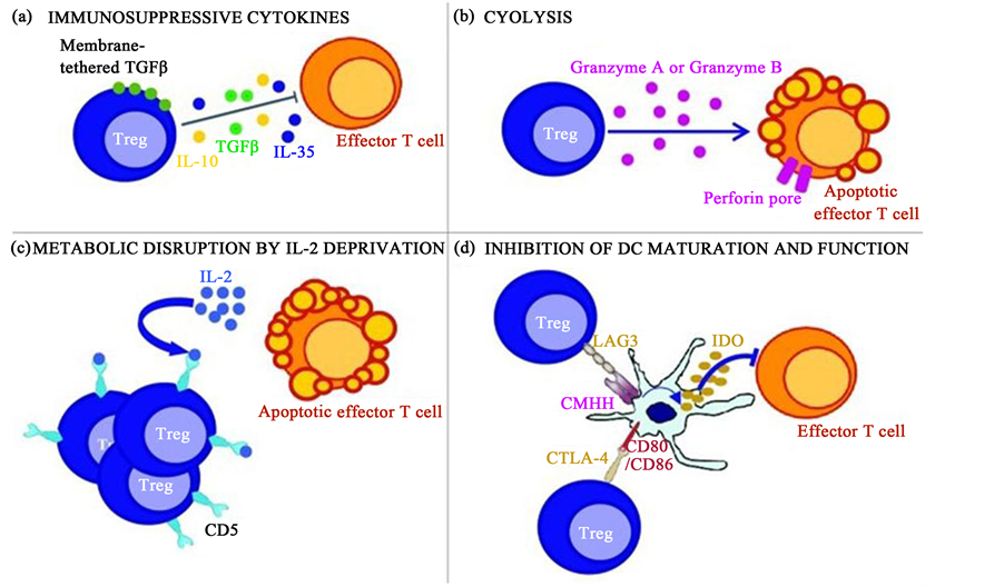 Макрофаги антитела. Цитокины хемоаттрактанты. Цитокины интерлейкин 6 и фактор некроза опухоли. Цитокины иммунных клеток. Цитокины неспецифической воспалительной реакции.