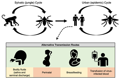 Zika Virus and Its Association with Neurological Disorders