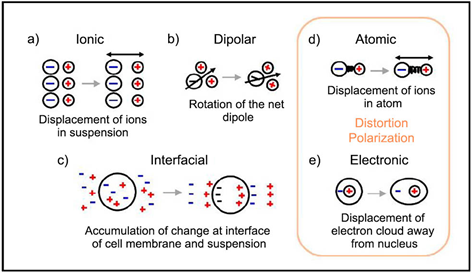 Organizing and Disorganizing Resonances of Microtubules, Stem