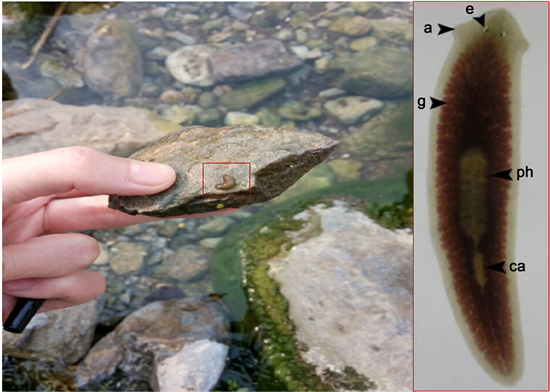 Application of Planarian Brain Regeneration Detection of Water Pollution