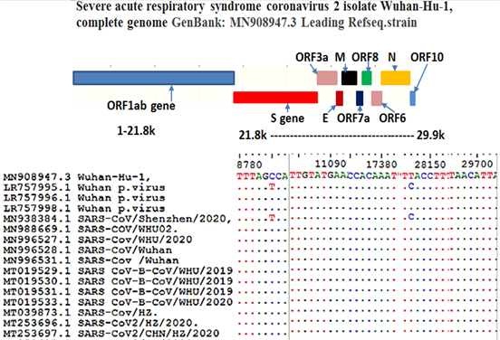 covid 19 genome sequence analysis