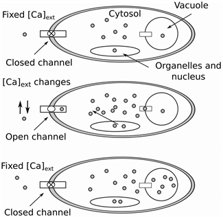 Luminometric Studies of Yeast Response to Complex Environmental Calcium ...