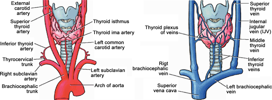 Comprehensive Review of Thyroid Embryology, Anatomy, Histology, and