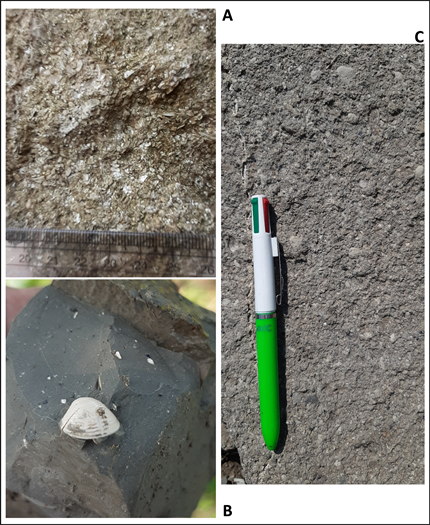 Shell fragment. Shell fragment