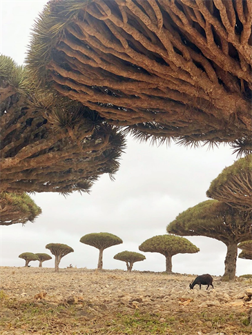 洋書 Fauna of the Socotra Archipelago Field Preserving the Perishing Endangered Natural Biodiversity of