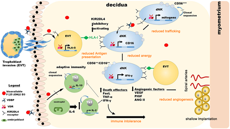 Integrative transcriptome analysis reveals dysregulation of canonical  cancer molecular pathways in placenta leading to preeclampsia