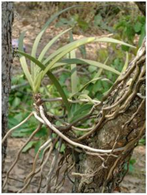 Dynamics Of Water Flow In The Atmosphere Aerial Roots Continuum