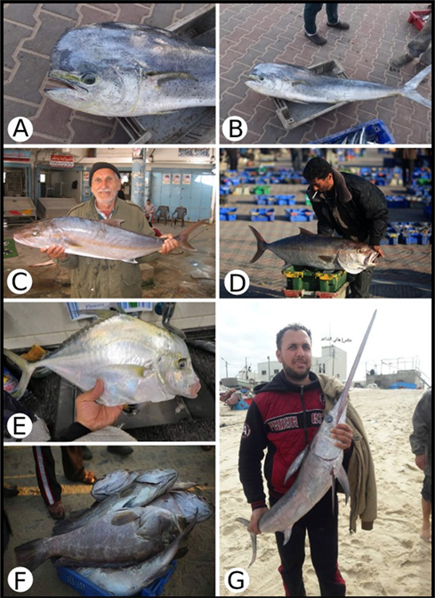 An Inventory of Some Relatively Large Marine Mammals, Reptiles, and Fishes  Sighted, Caught, By-Caught, or Stranded in the Mediterranean Coast of the  Gaza Strip-Palestine