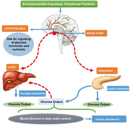 Energy metabolism and immune function