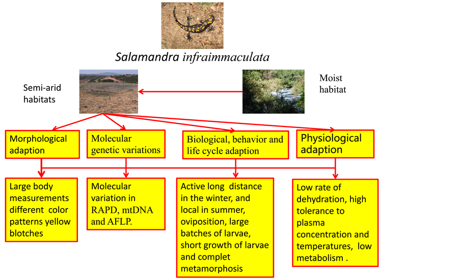 Ecological, Biological and Adaptation to Xeric Habitats of Salamandra infraimmaculata on