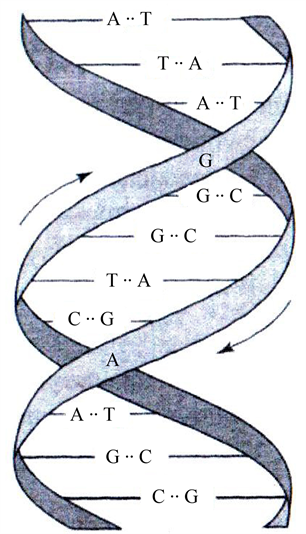 The Study of the Secrets of the Genetic Code