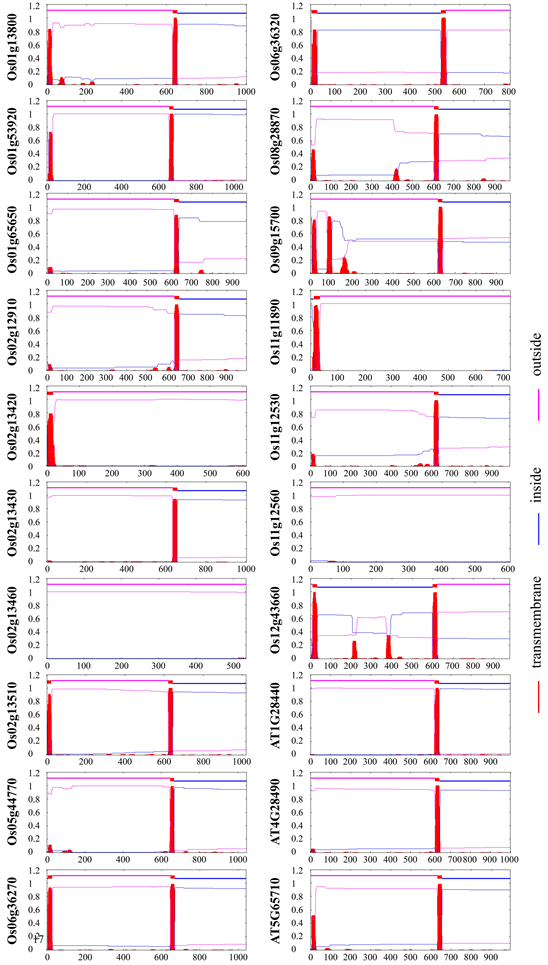 Genome Wide Analysis of HAESA HAESA Like Kinase Family in Rice