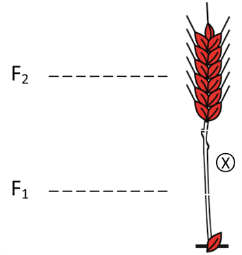 ehle experiment nilsson scirp