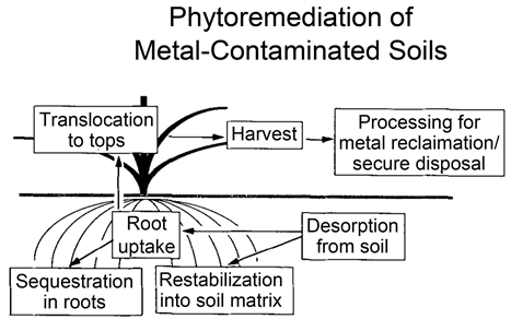 Soil Contamination with Heavy Metals and Its Impact on Food Security in ...